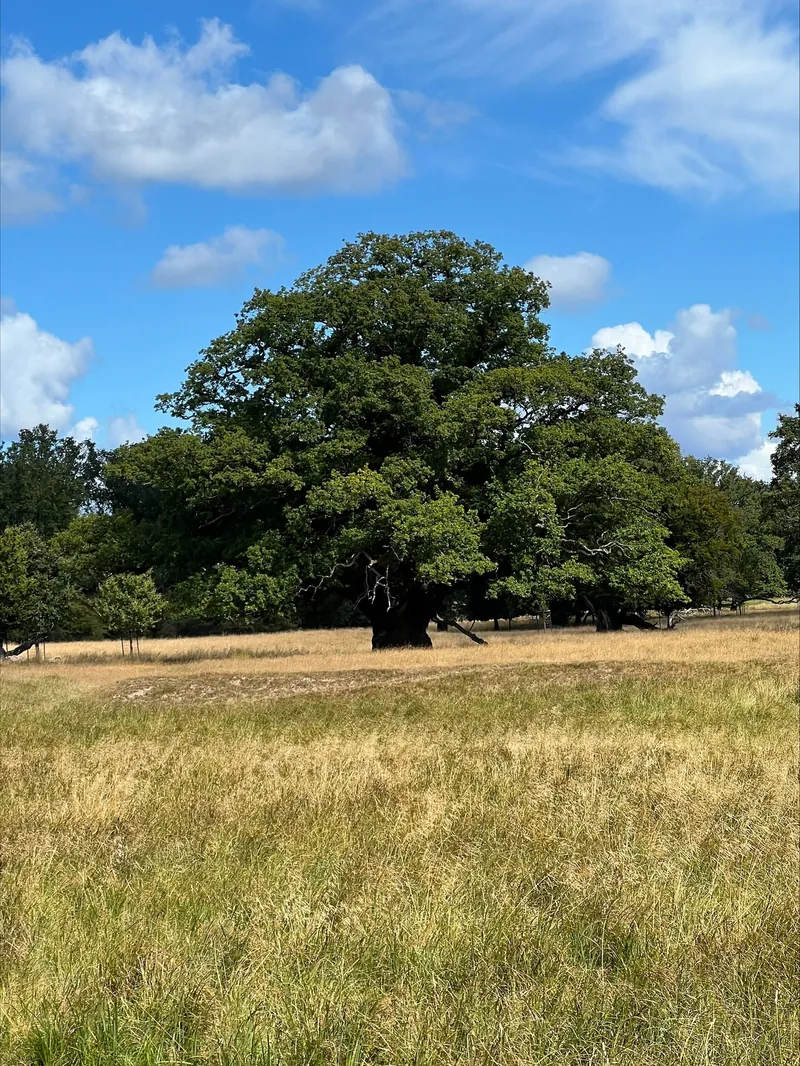 An old oak in a meadow