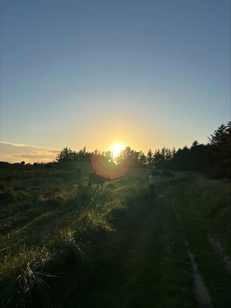 A field path against the light at sunset