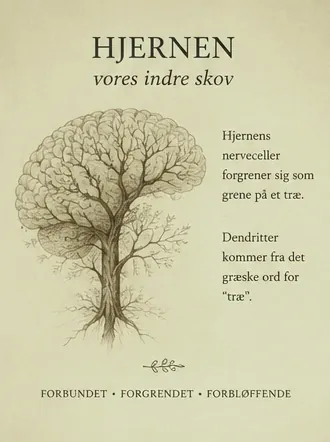 The brain, our inner forest. The nerve cells of the brain branch like the branches of a tree. Dendrite comes from the Greek word for tree.