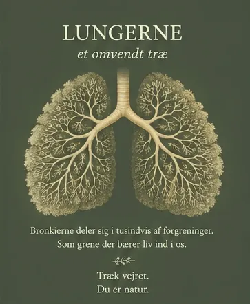 The lungs, an upside-down tree. The bronchi divide into thousands of branches, like branches carrying life into us. Breathe. You are nature.