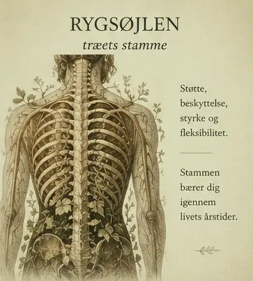 The spine, the trunk of the tree. Support, protection, strength and flexibility. The trunk carries you through the seasons of life.