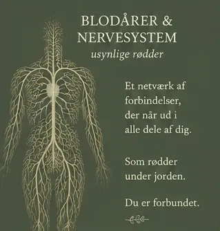 Blood vessels and nervous system, invisible roots. A network of connections reaching into every part of you. Like roots under the ground. You are connected.