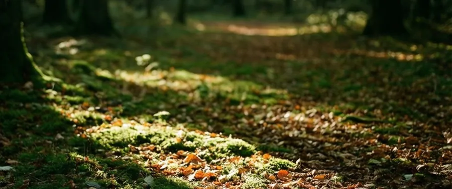 Forest floor with moss and fallen leaves in low sunlight