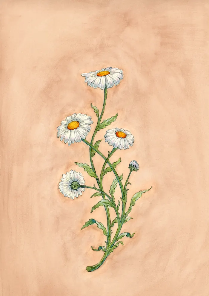 Hand-painted chamomile flowers on a warm terracotta ground