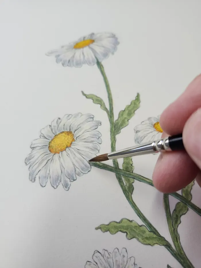 A brush painting a chamomile flower in watercolour